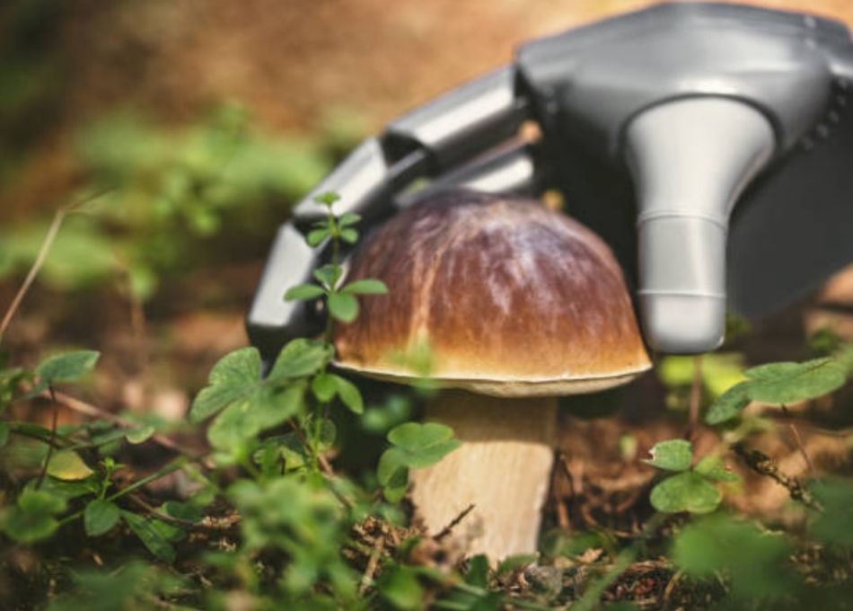 Robot e funghi: fantasia o nuova realtà?